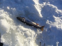 Ice Fishing Christmass Break Fishing Report