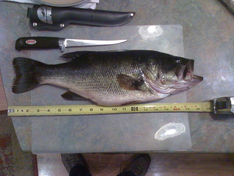 4.7lb Large Mouth Bass