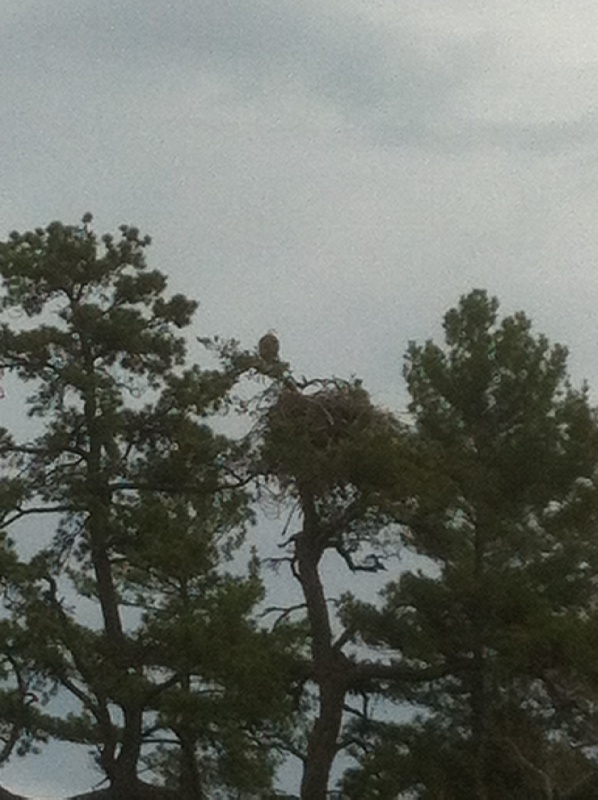 Bald Eagle & Nest near Freeport