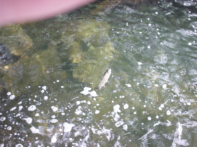 brook trout near Waterboro