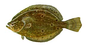 Summer Flounder (Fluke)