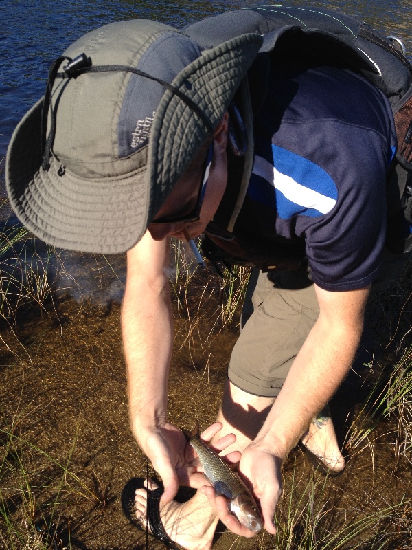 Creek Chub in the Penobscot