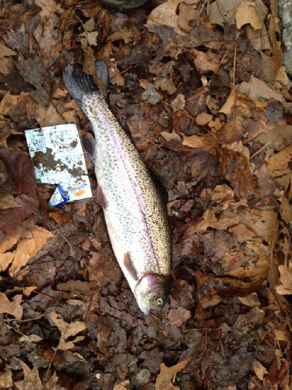 Rainbow Trout