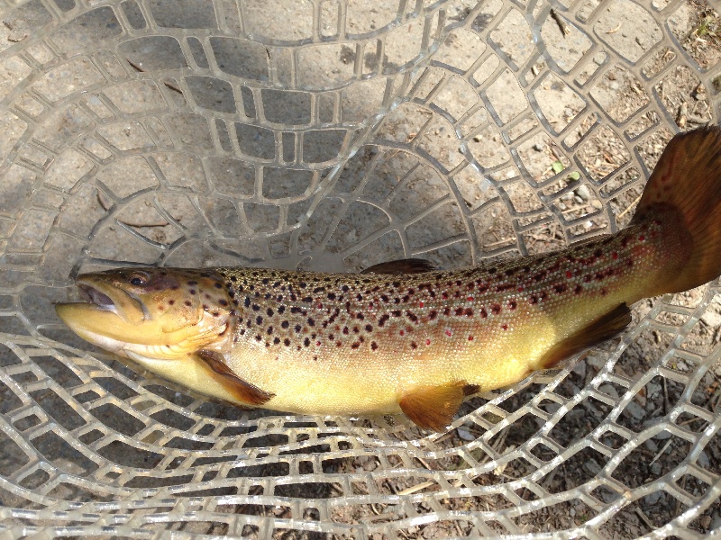 Brown Trout