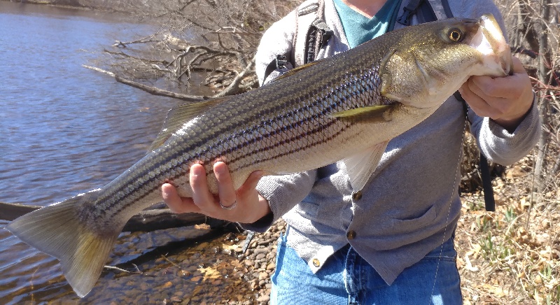 Holdover Striper, 28"!