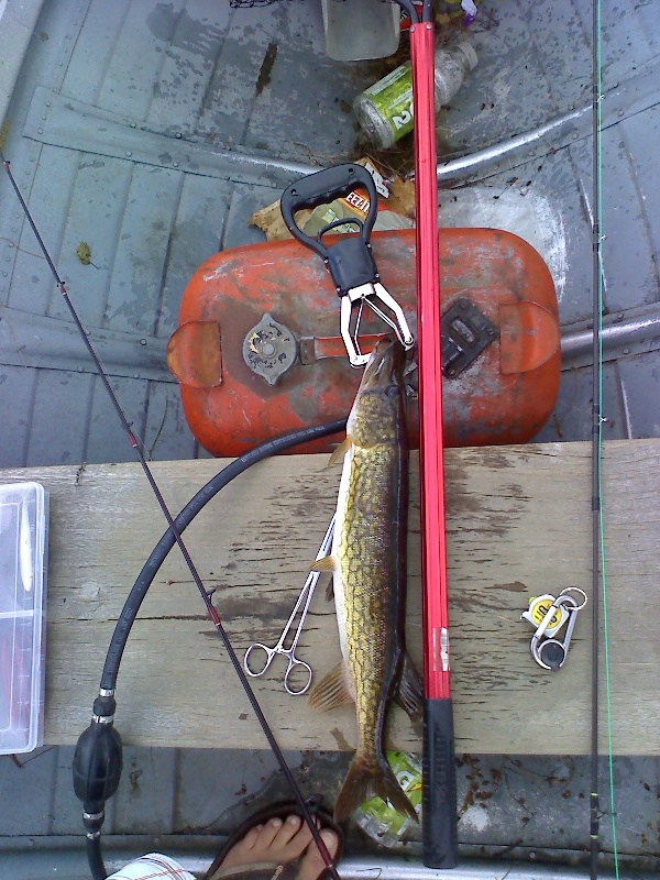 22in. Pickerel