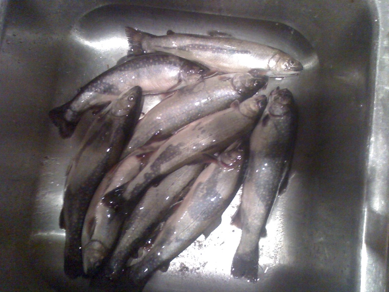 9 Brookies in my sink!