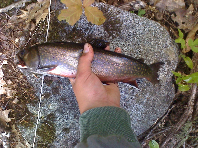 Big Brookie(18 in.)