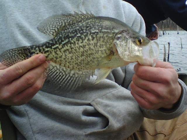 crappie
