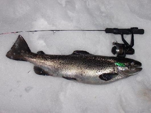 fat salmon thru the ice