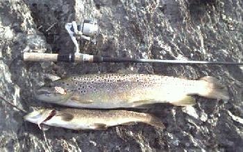 saco river browns