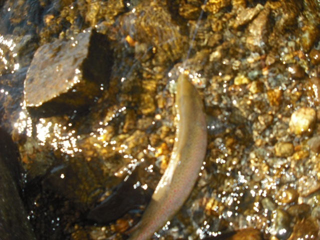 nice long pond brown