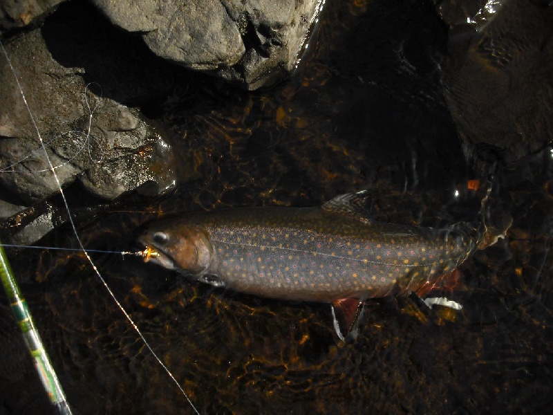 mousam sea run brookie