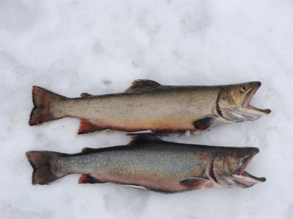 2 nice trout caught on Pemiquid Pond