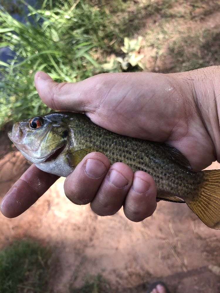 Rock Bass