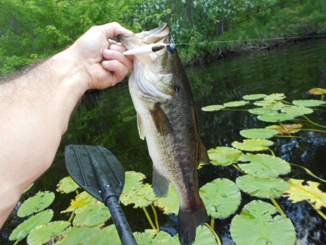 hermon pond test lure  scatter paint paint