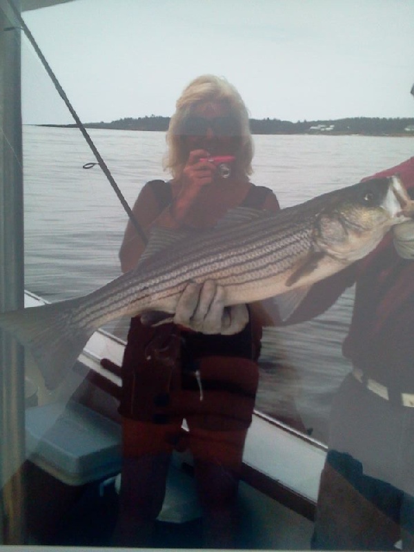 46 inch Striper