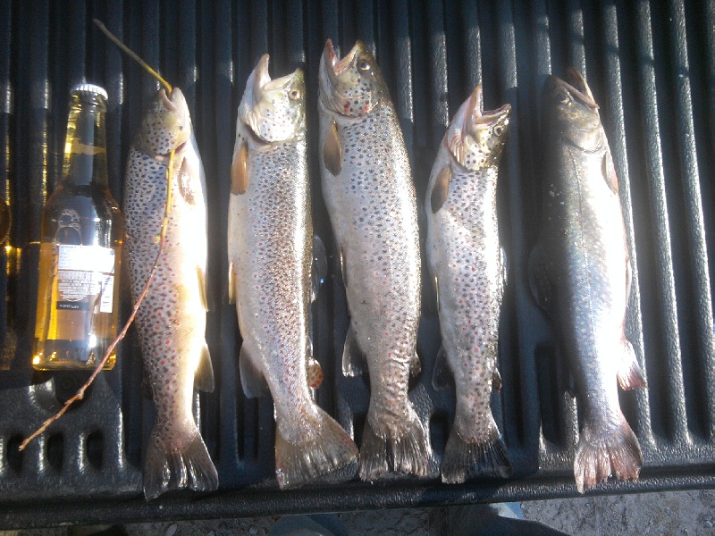 Buxton Browns and Brookie