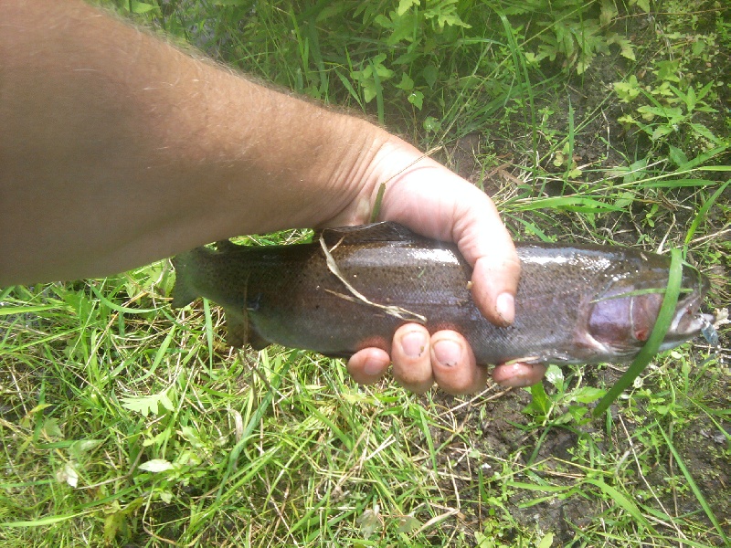 Rainbow Trout