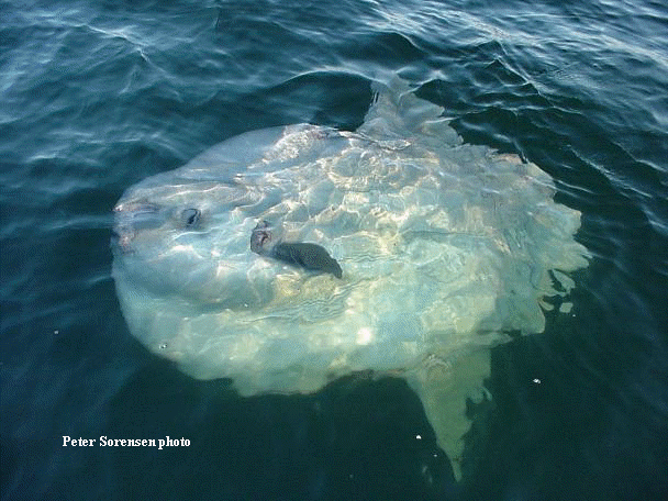 Mola Mola